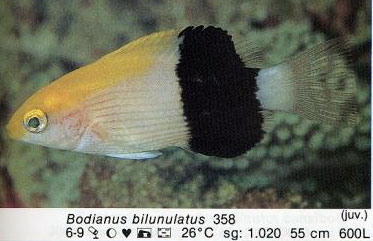 Bodianus bilunulatus